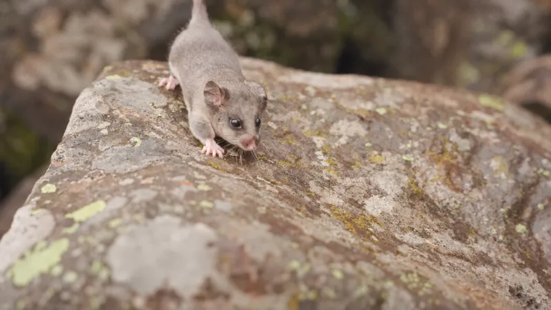 Mountain Pygmy Possum