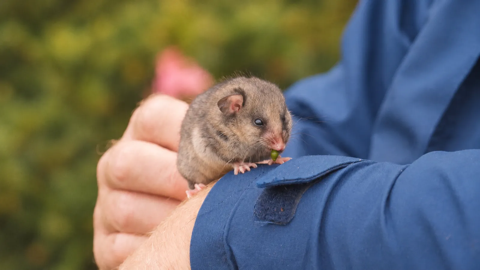 Mountain Pygmy Possum Recovery Project