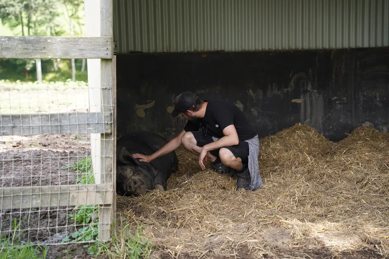 Jamie and the pig - Beau
