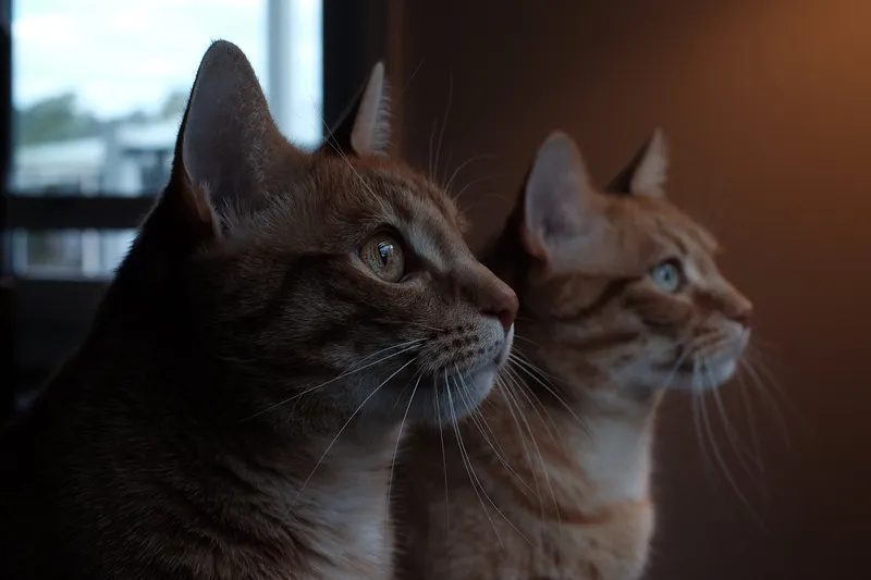 Cato and Macro - our cats