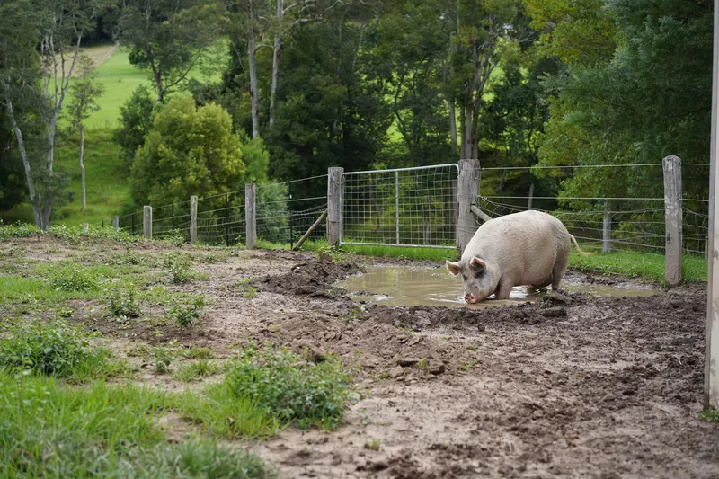 Sunny the pig